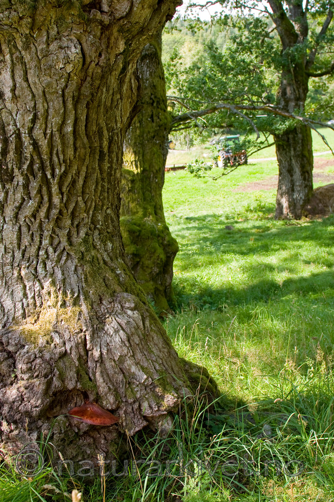 KA_08_1_1934 / Fistulina hepatica / Oksetungesopp