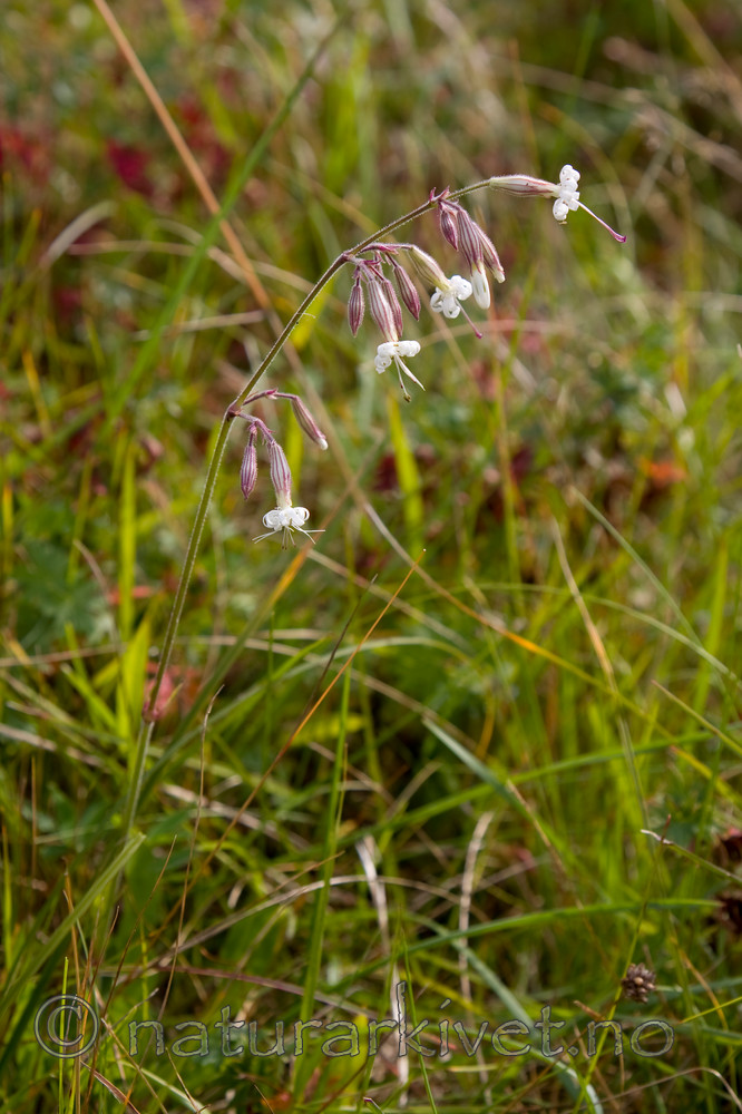 KA_08_1_1940 / Silene nutans / Nikkesmelle
