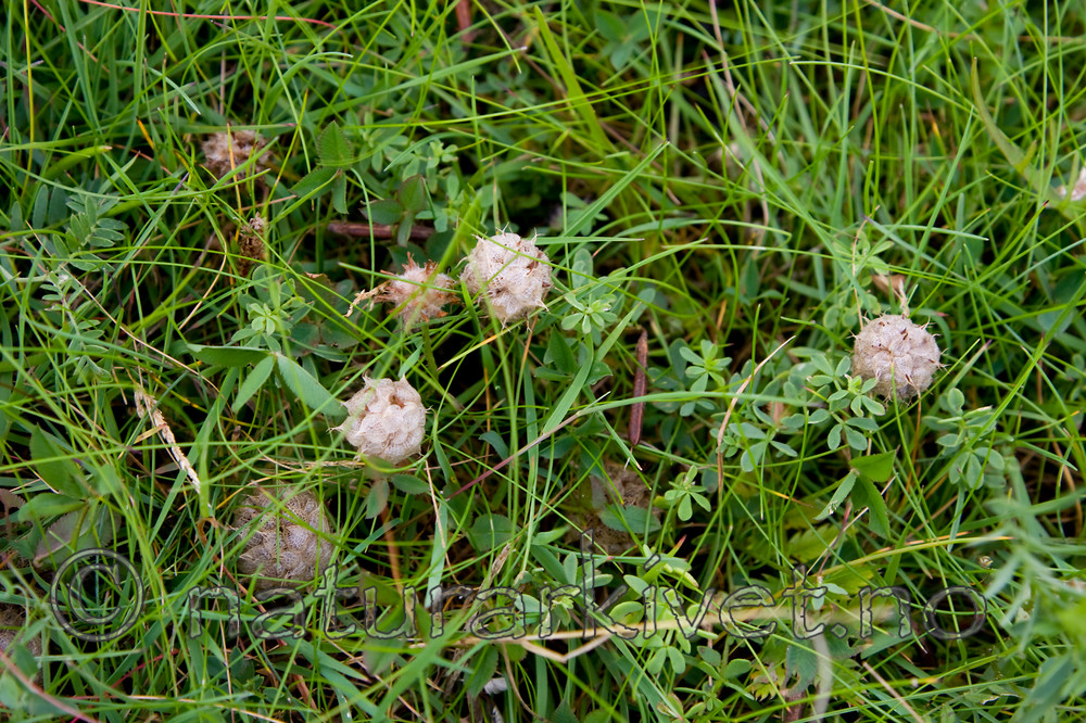 KA_08_1_1950 / Trifolium fragiferum / Jordbærkløver