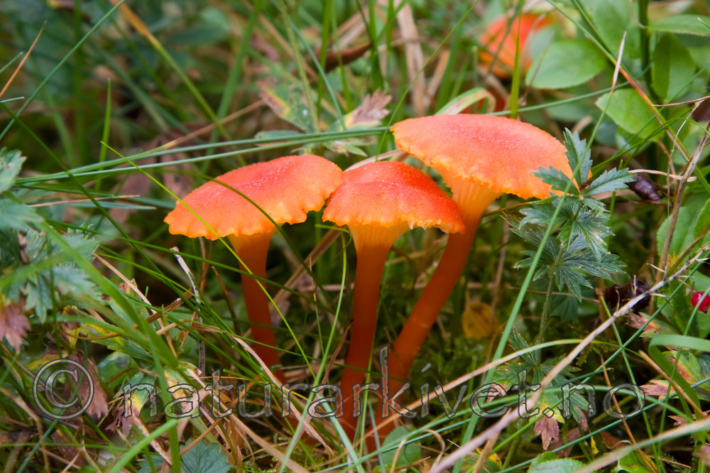 KA_08_1_2001 / Hygrocybe cantharellus / Kantarellvokssopp