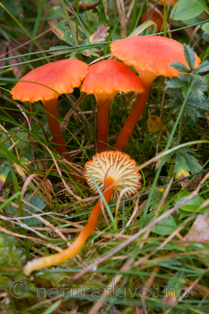 KA_08_1_2003 / Hygrocybe cantharellus / Kantarellvokssopp