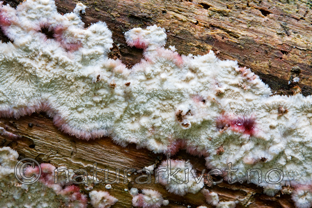 KA_08_1_2035 / Phlebia centrifuga / Rynkeskinn
