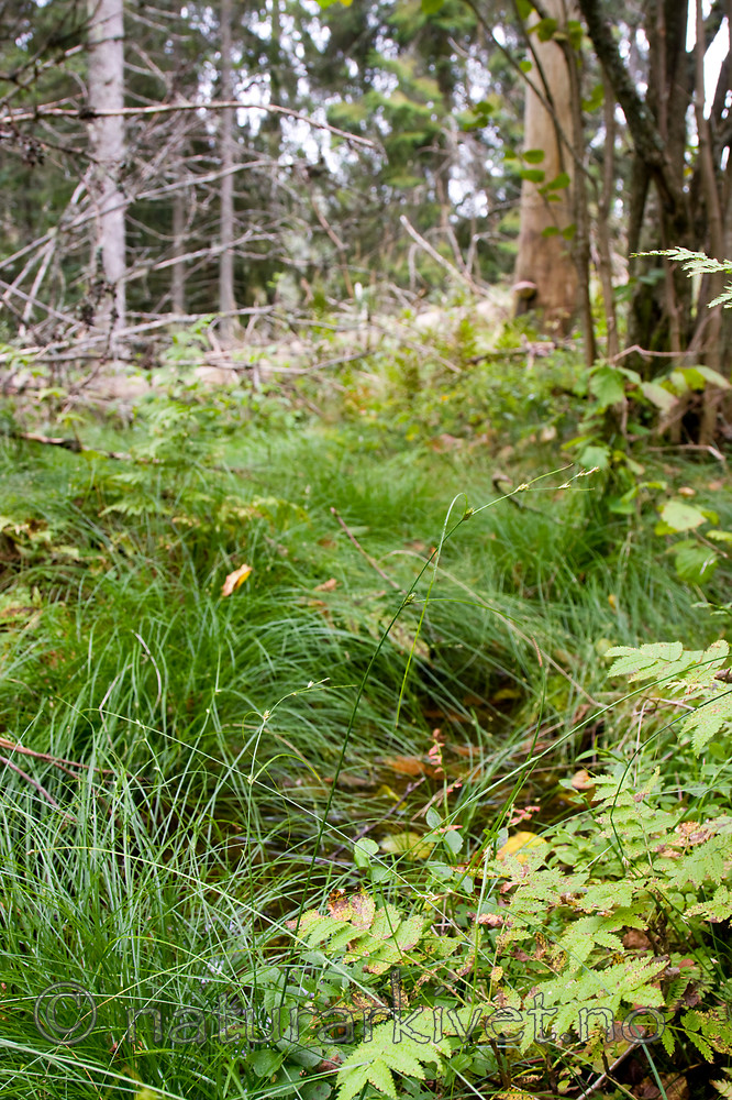 KA_08_1_2053 / Carex remota / Slakkstarr