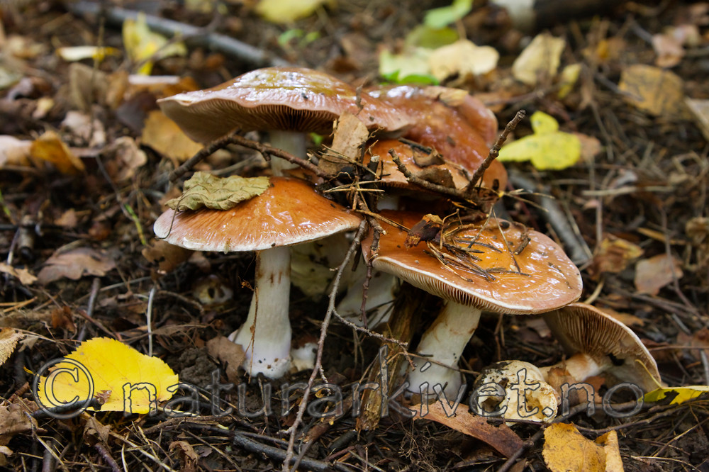KA_08_1_2056 / Cortinarius praestans / Kjempeslørsopp