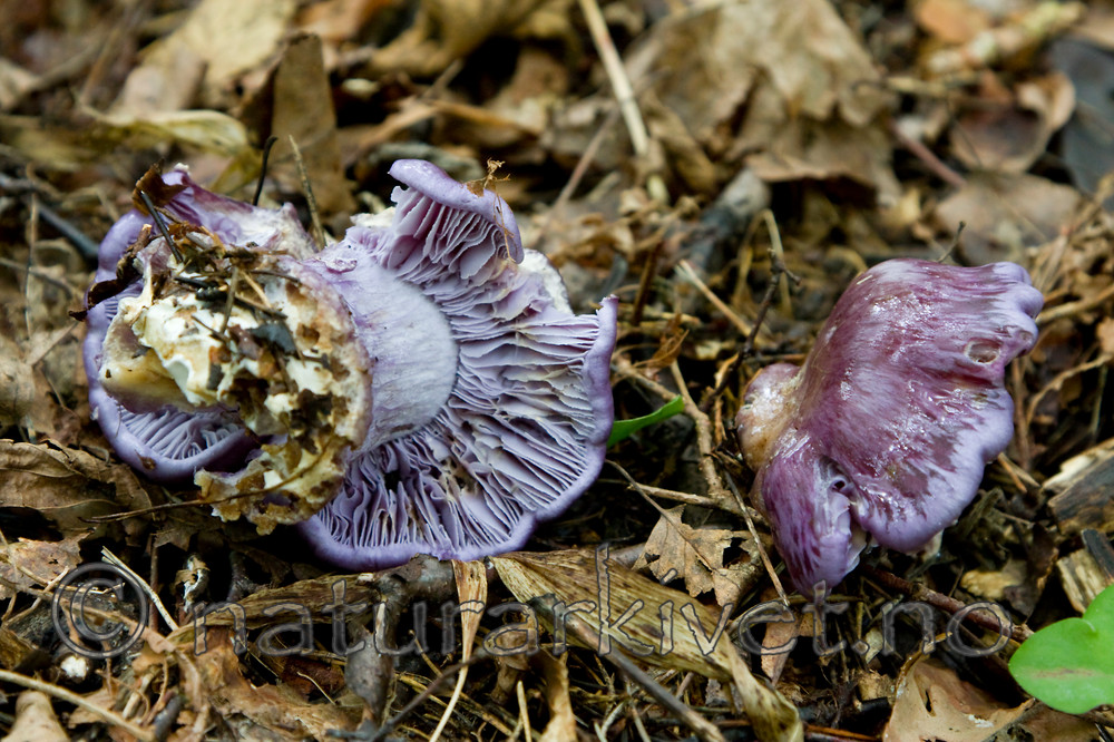 KA_08_1_2059 / Cortinarius eucaeruleus / Indigoslørsopp