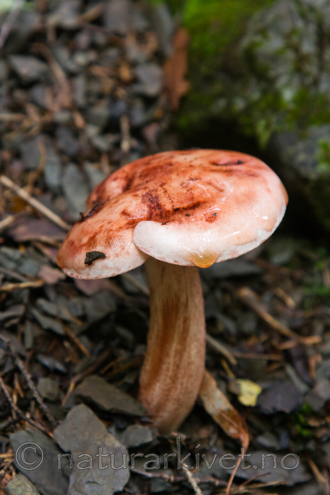 KA_08_1_2061 / Hygrophorus erubescens / Rødflekkvokssopp