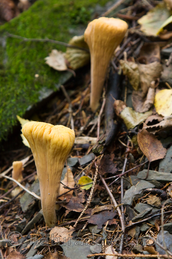 KA_08_1_2063 / Clavariadelphus truncatus / Granklubbesopp