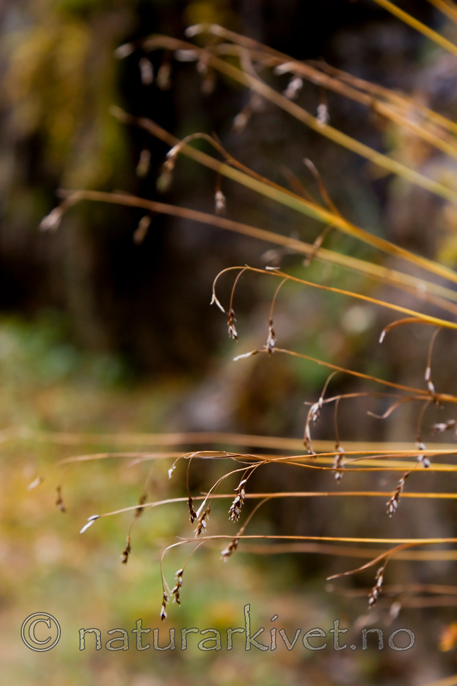 KA_08_1_2121 / Carex capillaris / Hårstarr
