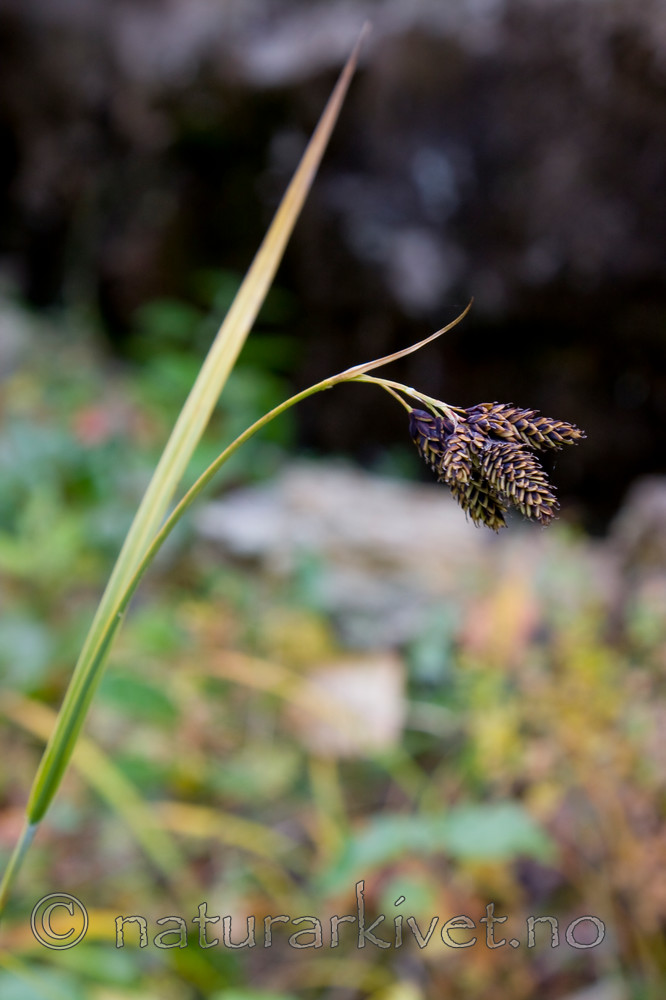 KA_08_1_2123 / Carex atrata / Svartstarr