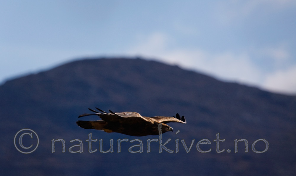 KA_08_1_2139 / Aquila chrysaetos / Kongeørn