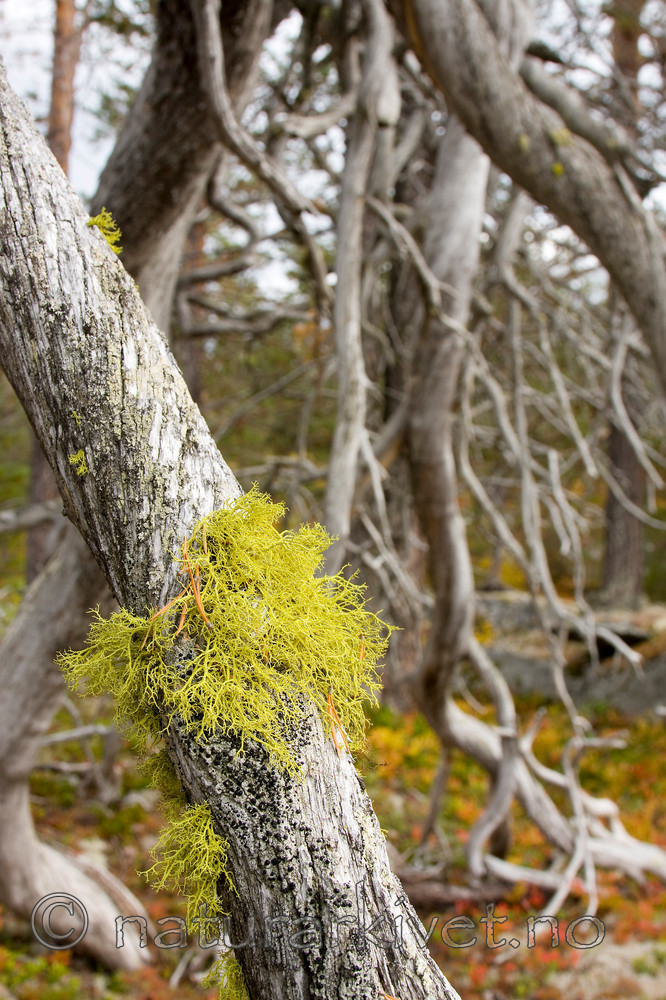 KA_08_1_2339 / Letharia vulpina / Ulvelav