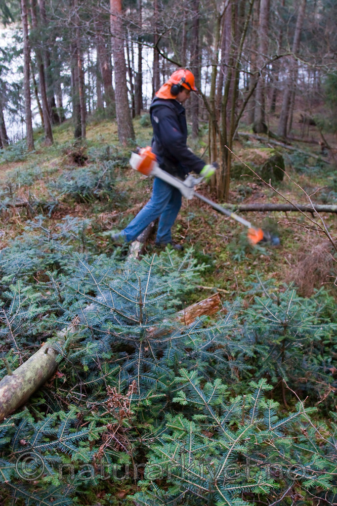 KA_08_1_2526 / Abies alba / Edelgran