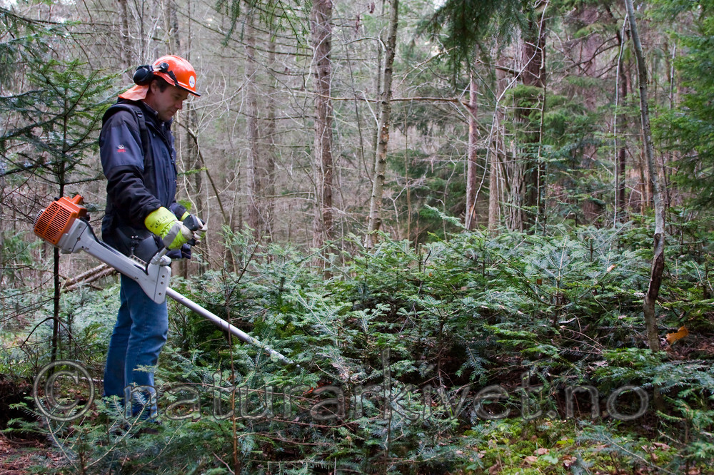 KA_08_1_2527 / Abies alba / Edelgran