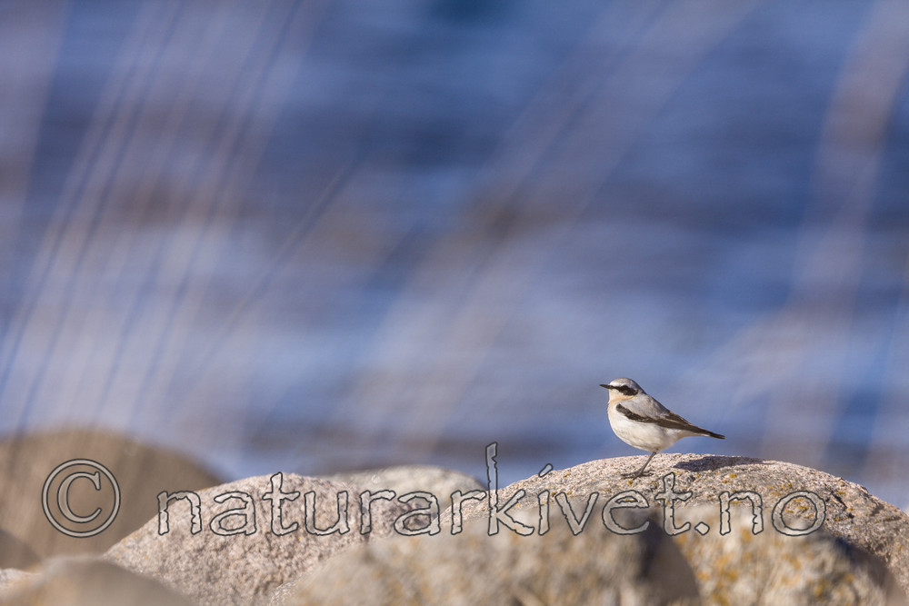 KA_090405_0546 / Oenanthe oenanthe / Steinskvett