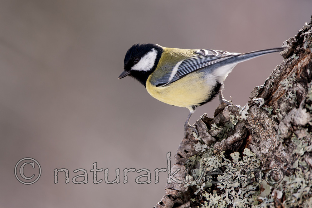 KA_090409_0557 / Parus major / Kjøttmeis