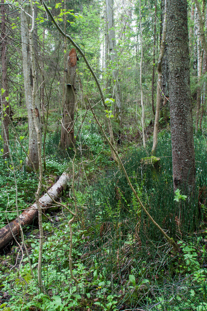 KA_090519_0888 / Equisetum hyemale / Skavgras