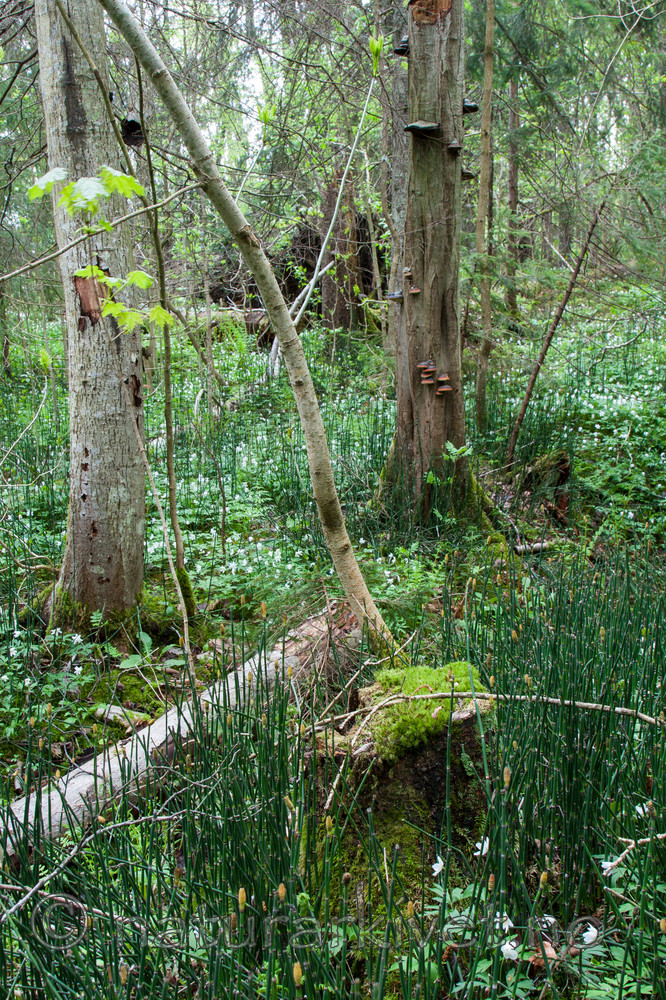 KA_090519_0889 / Equisetum hyemale / Skavgras