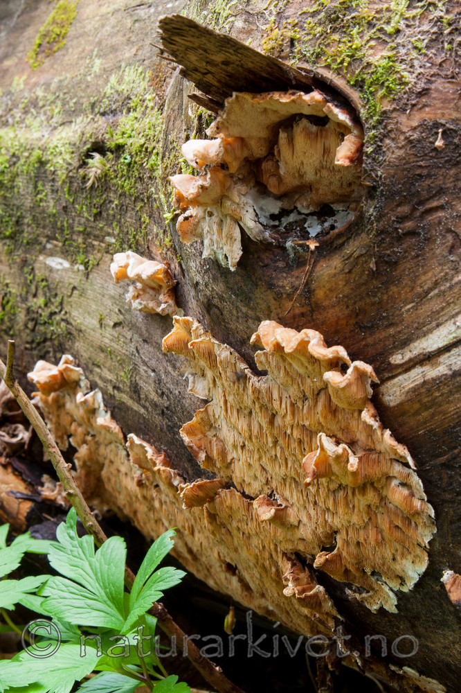 KA_090519_0901 / Spongiporus undosus / Bølgekjuke