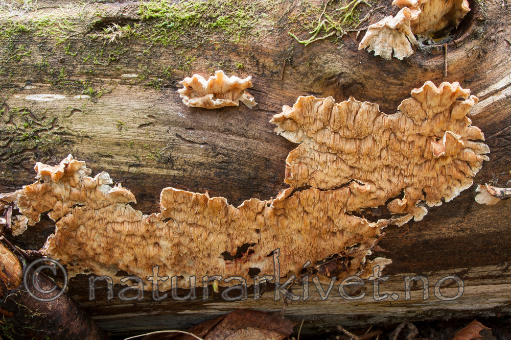 KA_090519_0904 / Spongiporus undosus / Bølgekjuke