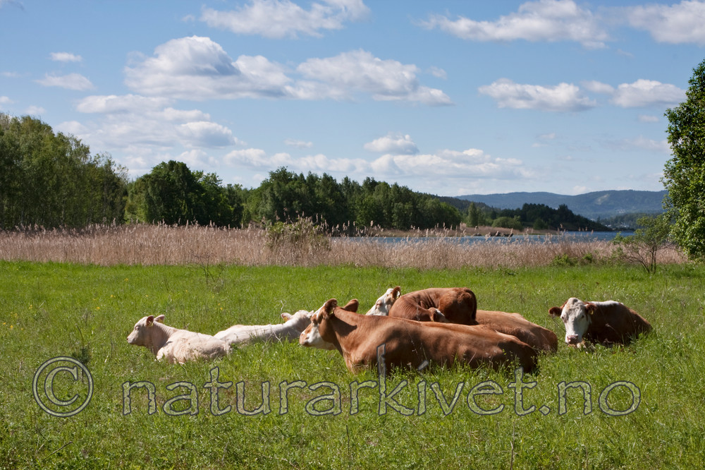 KA_090527_0940 / Bos taurus / Storfe