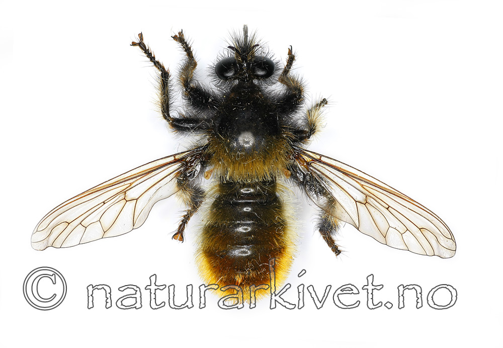 KA_090602_flava_female_dorsal / Laphria flava / Gulhåret rovflue