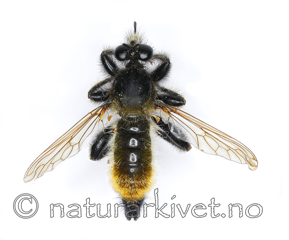 KA_090602_flava_male_dorsal / Laphria flava / Gulhåret rovflue