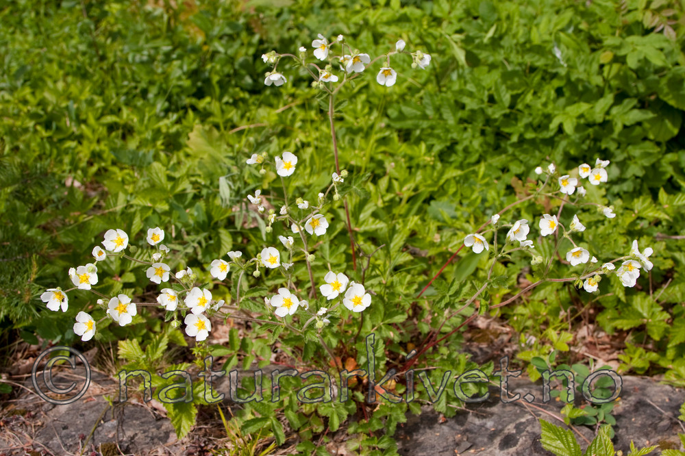 KA_090603_1142 / Drymocallis rupestris / Hvitmure