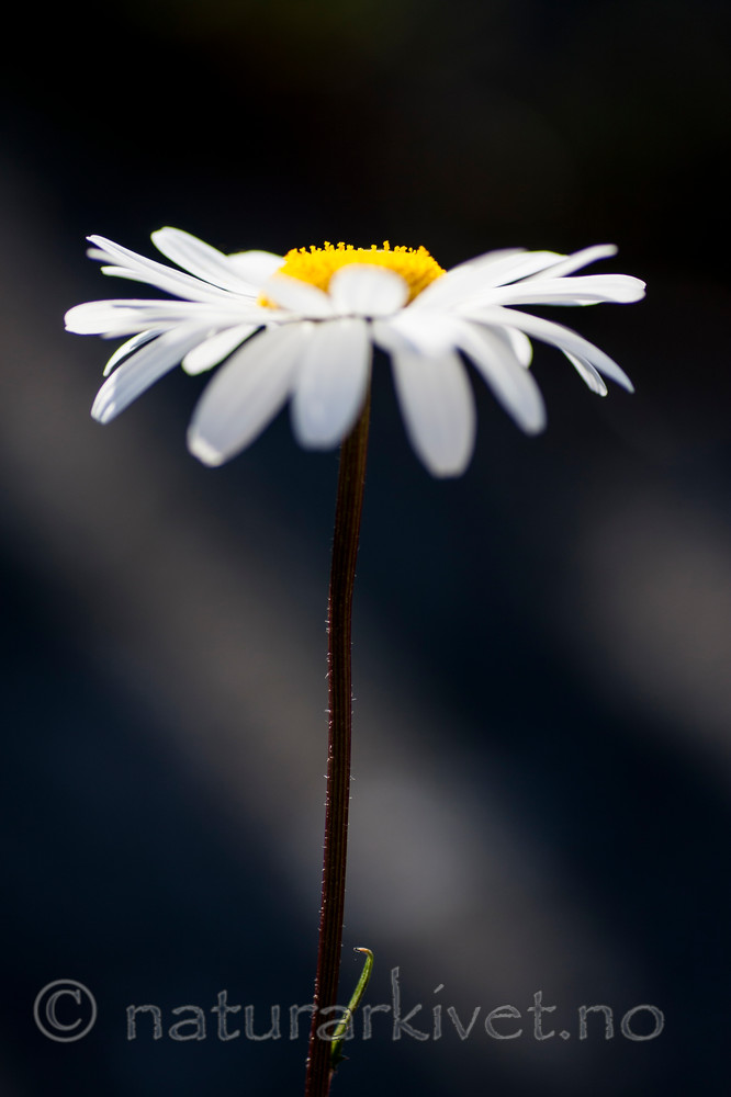KA_090613_1185 / Leucanthemum vulgare / Prestekrage