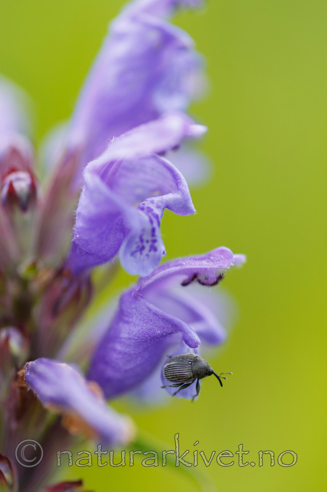 KA_090620_1204 / Dracocephalum ruyschiana / Dragehode <br /> Miarus campanulae