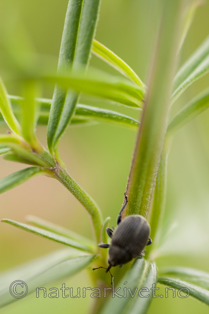 KA_090620_1206 / Miarus campanulae