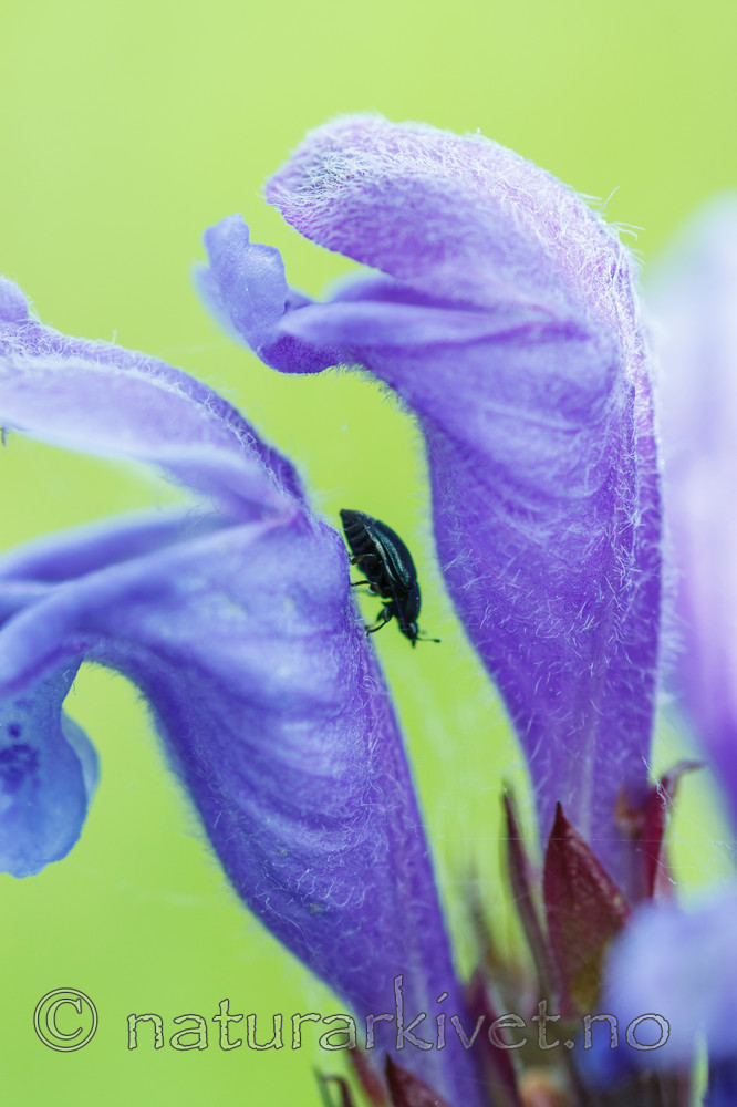 KA_090620_1215 / Dracocephalum ruyschiana / Dragehode <br /> Meligethes norvegicus / Dragehodeglansbille