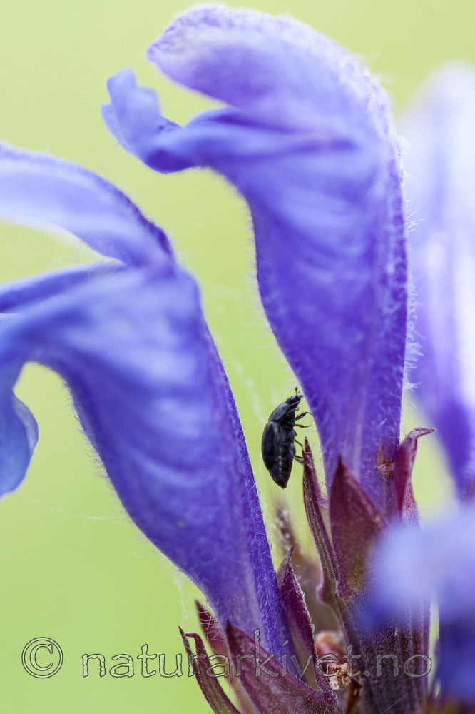 KA_090620_1217 / Dracocephalum ruyschiana / Dragehode <br /> Meligethes norvegicus / Dragehodeglansbille