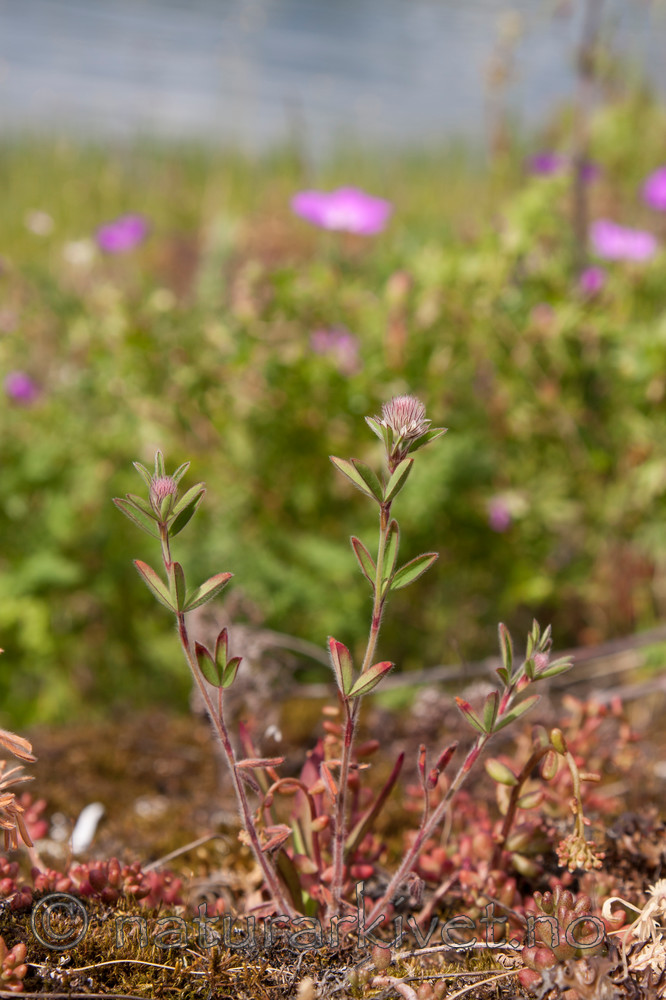 KA_090620_1224 / Trifolium arvense / Harekløver