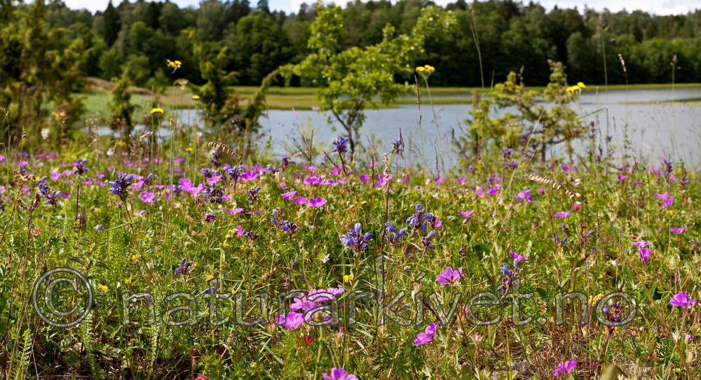 KA_090620_1231-1235 / Dracocephalum ruyschiana / Dragehode <br /> Geranium sanguineum / Blodstorkenebb