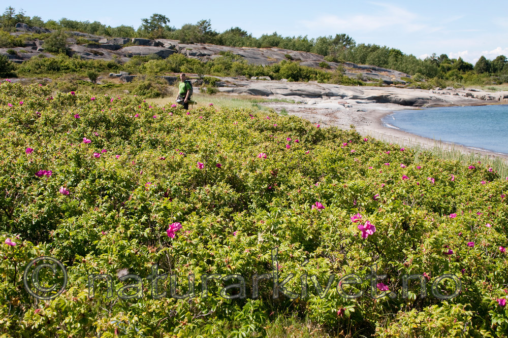 KA_090622_1329 / Rosa rugosa / Rynkerose