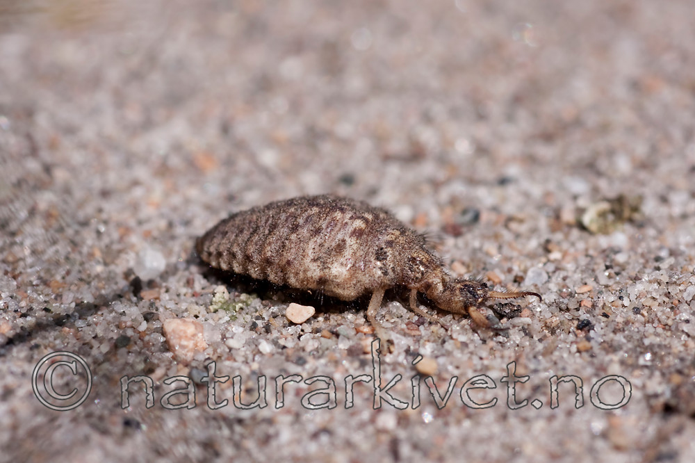 KA_090622_1334 / Myrmeleon bore / Strandmaurløve