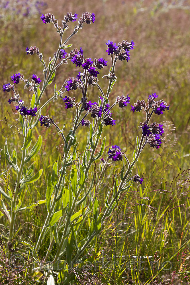 KA_090622_1362 / Anchusa officinalis / Oksetunge