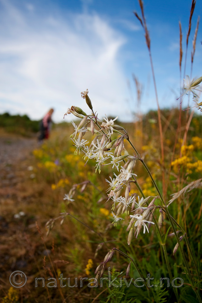 KA_090707_1586 / Silene nutans / Nikkesmelle
