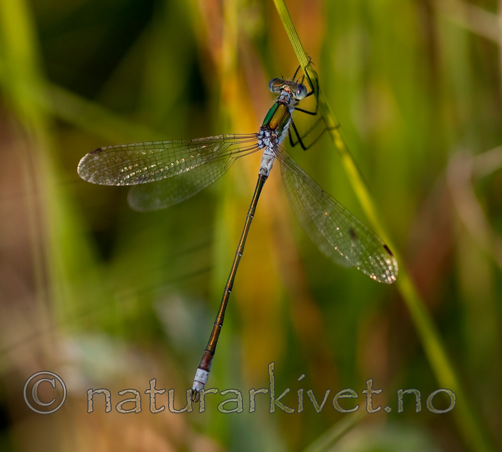 KA_090707_1612 / Lestes sponsa / Vanlig metallvannymfe