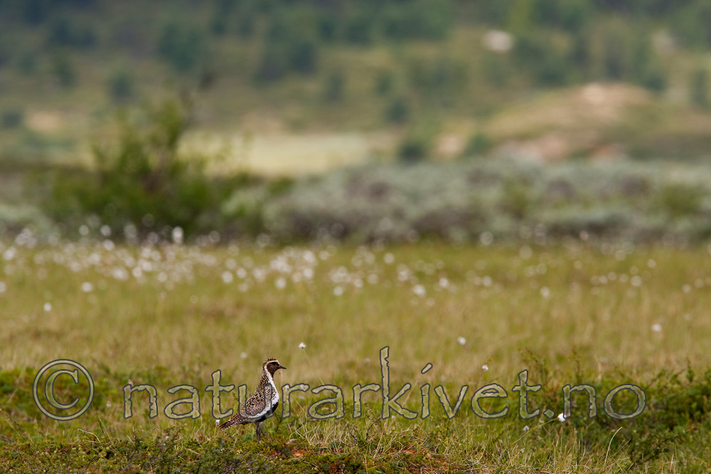 KA_090715_1695 / Pluvialis apricaria / Heilo