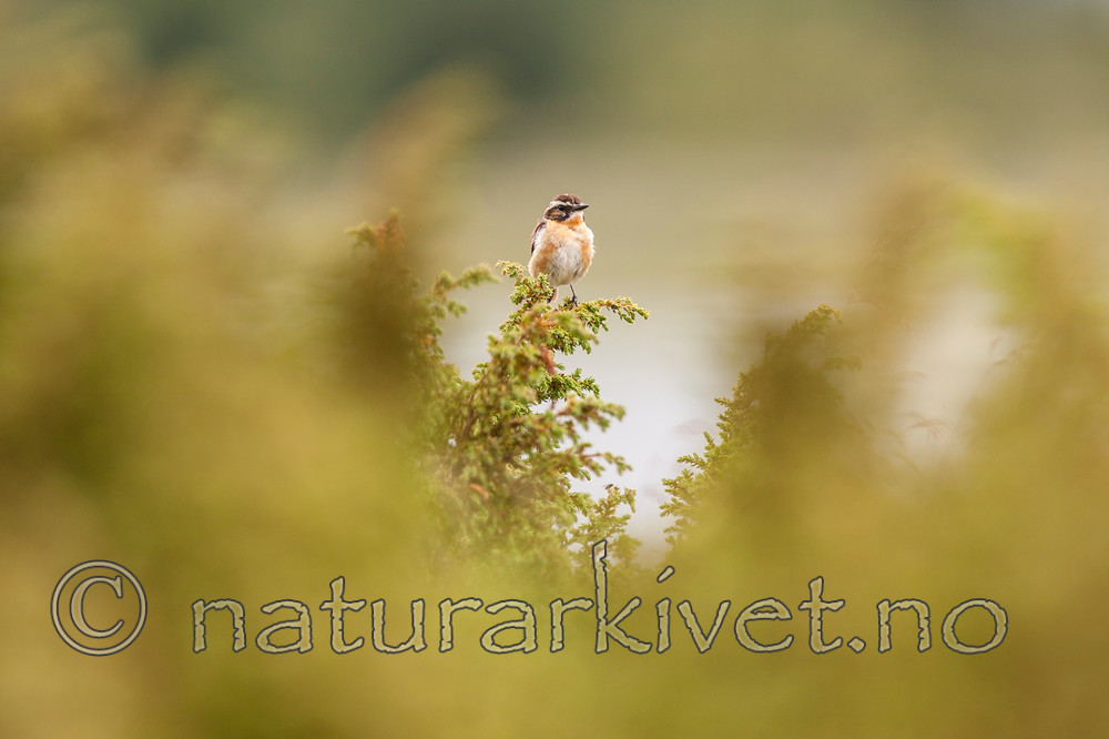 KA_090715_1717 / Saxicola rubetra / Buskskvett