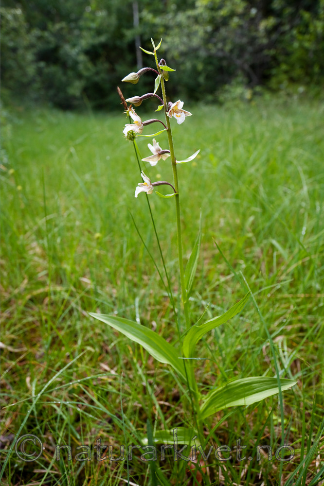 KA_090715_1730 / Epipactis palustris / Myrflangre