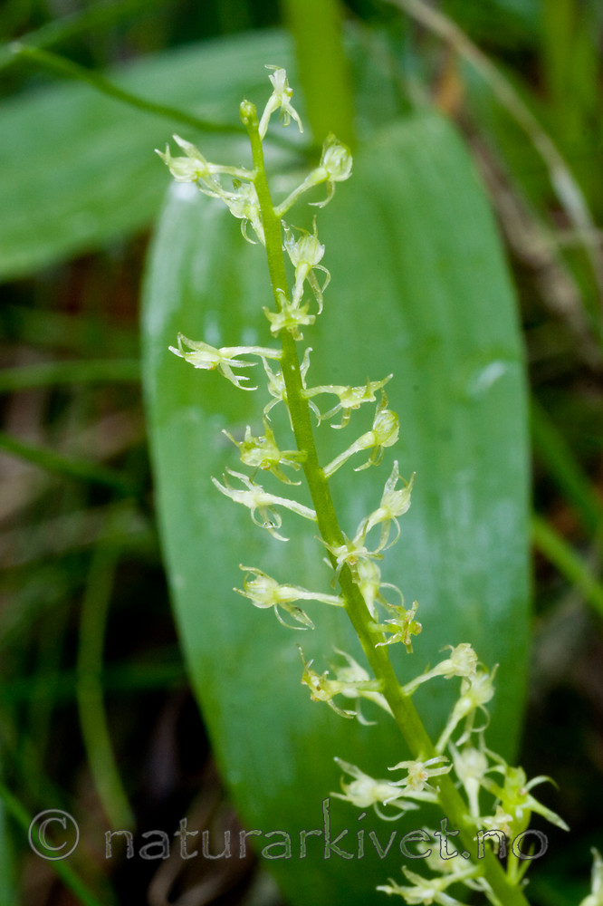 KA_090715_1732 / Microstylis monophyllos / Knottblom