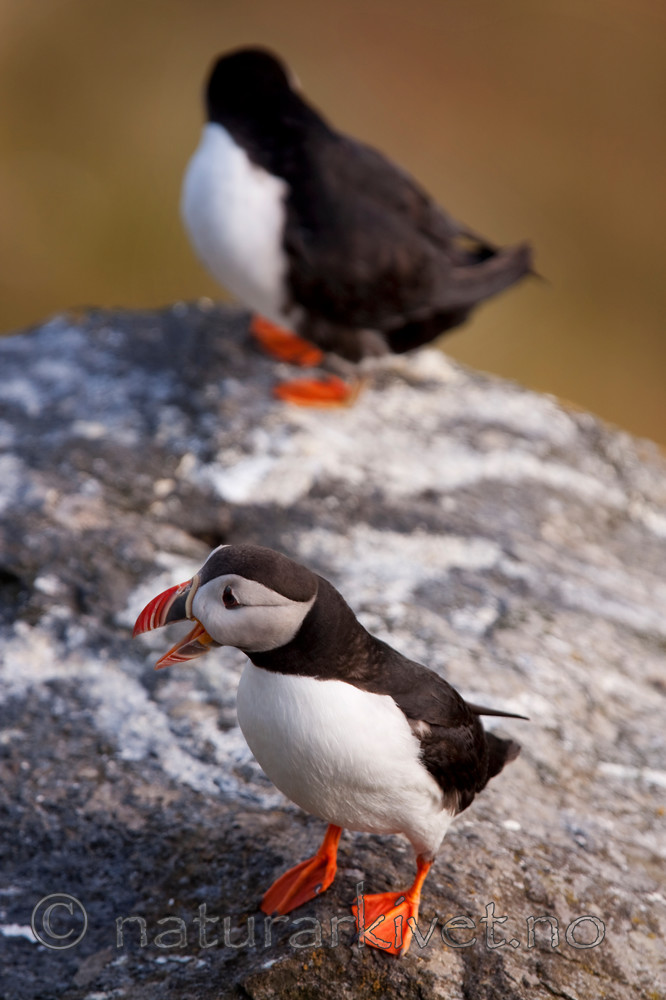 KA_090726_1787 / Fratercula arctica / Lunde