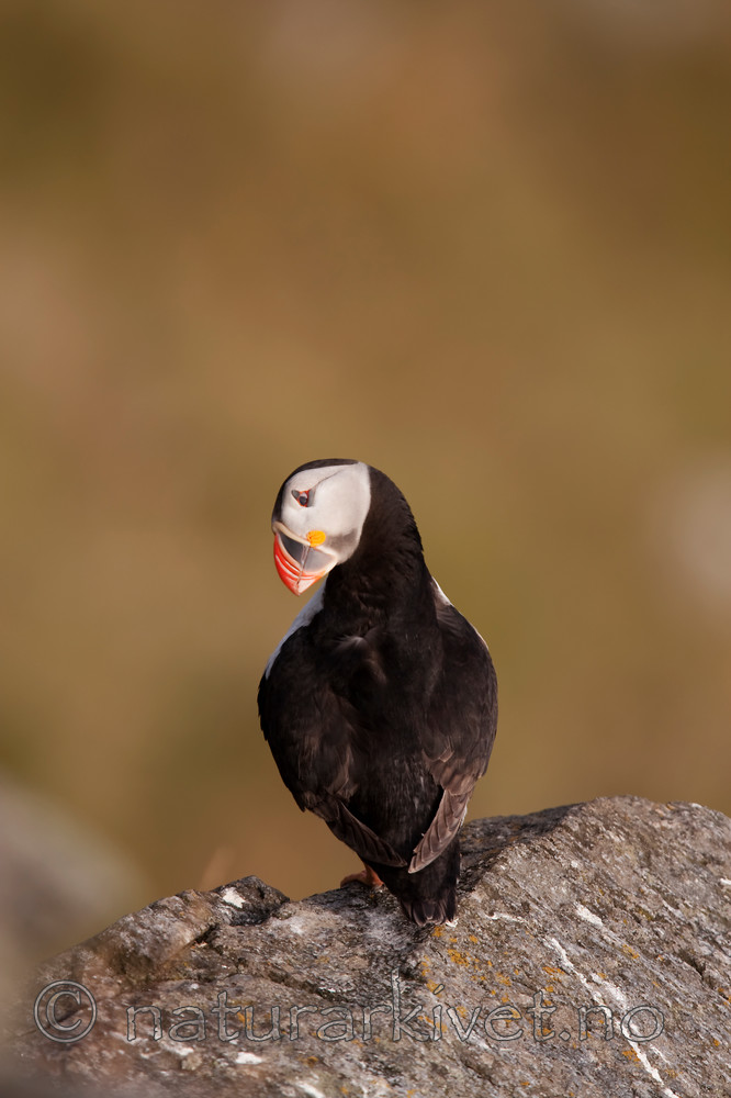 KA_090726_1808 / Fratercula arctica / Lunde