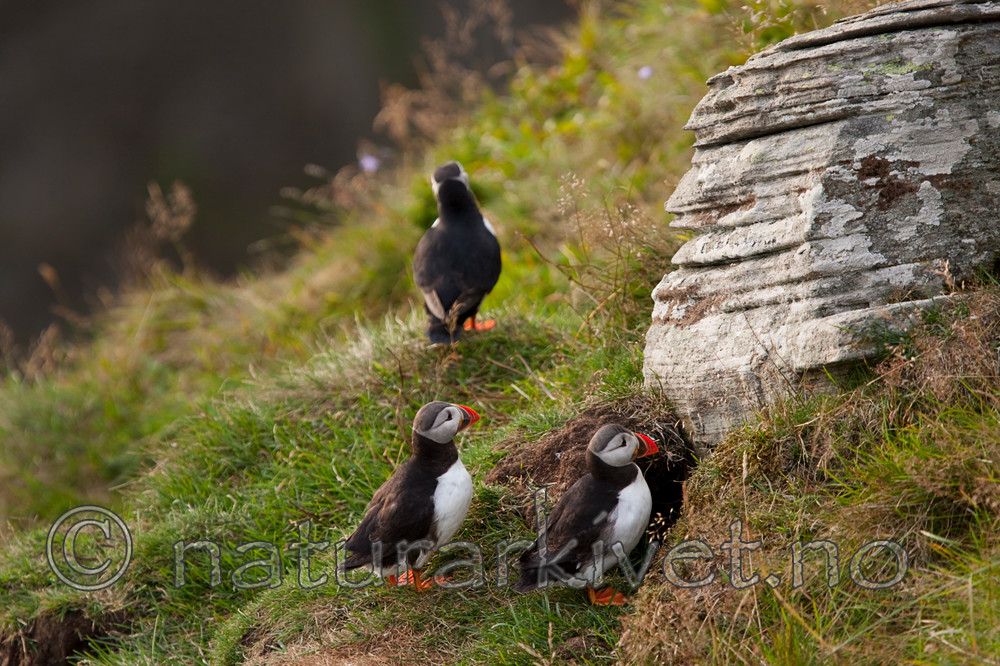 KA_090726_1847 / Fratercula arctica / Lunde