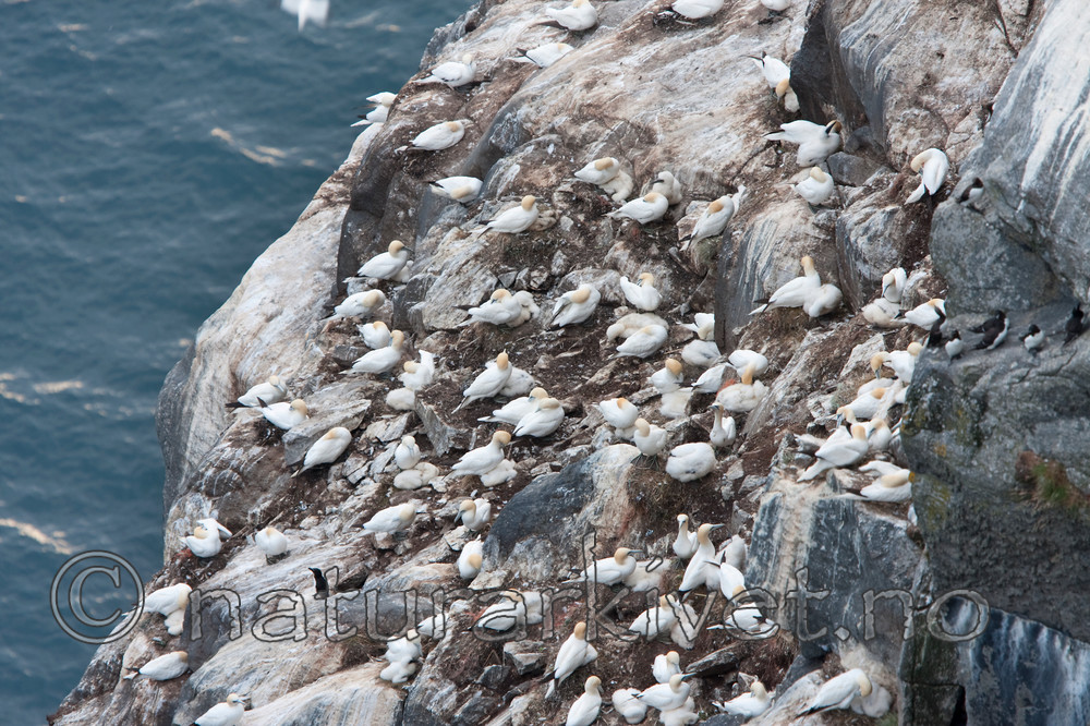 KA_090726_1873 / Morus bassanus / Havsule