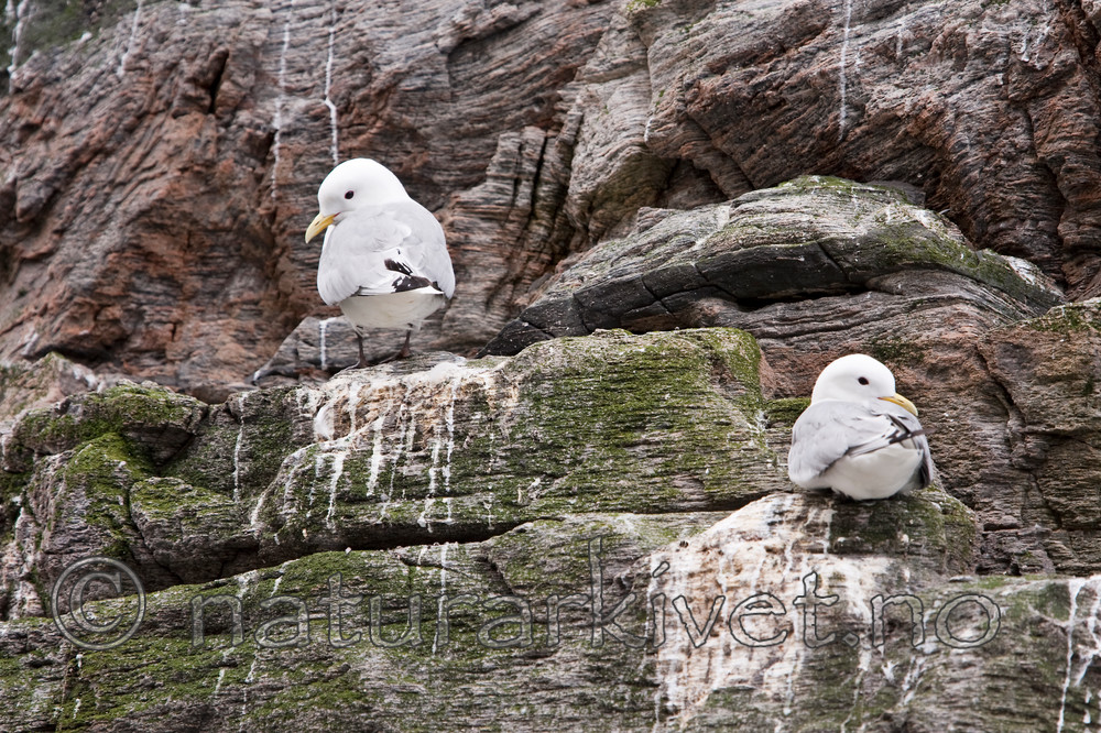 KA_090727_1917 / Rissa tridactyla / Krykkje