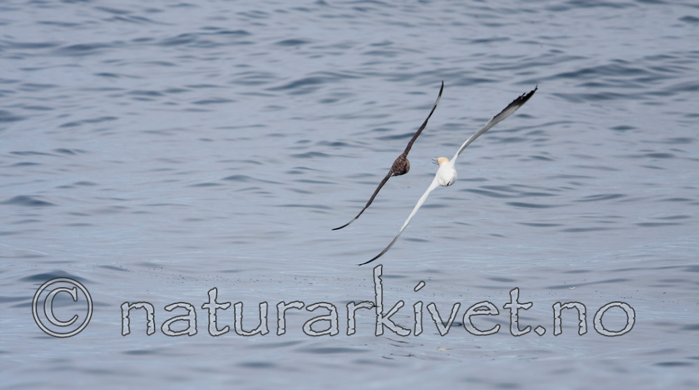 KA_090727_1934 / Morus bassanus / Havsule <br /> Stercorarius skua / Storjo