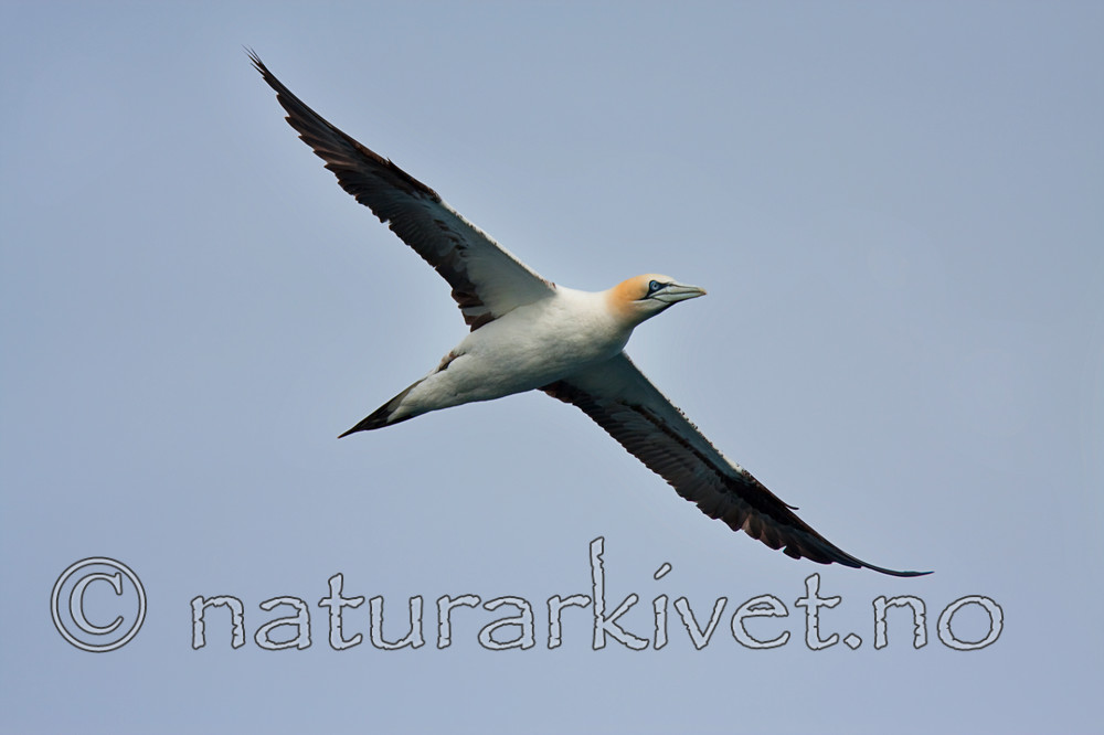 KA_090727_1937 / Morus bassanus / Havsule